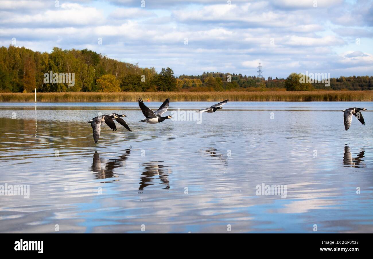 Barnacle geese, Branta leucopsis, flying over water. Migratory birds in autumn. Stock Photo