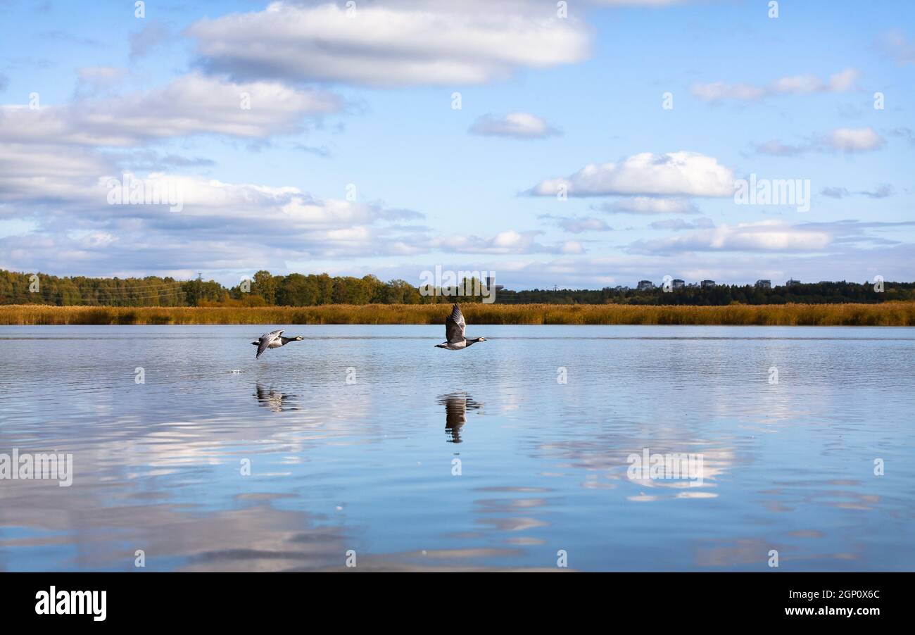 Barnacle geese, Branta leucopsis, flying over water. Migratory birds in autumn. Stock Photo