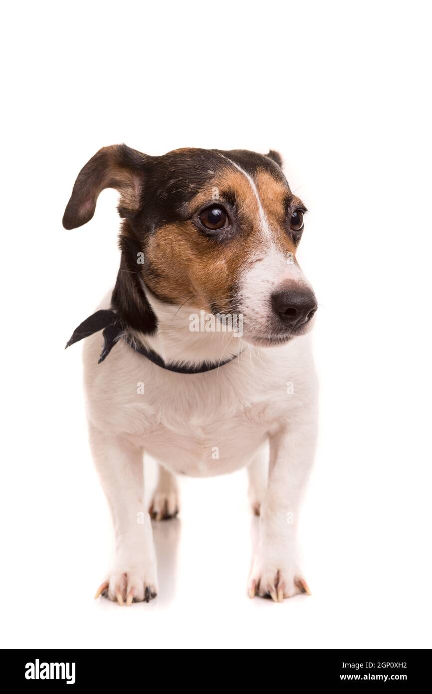 Jack Russell Terrier posing isolated over white background Stock Photo ...