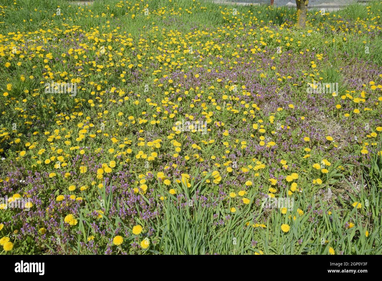 Flowering Dandelions In The Clearing Meadow With Dandelions Stock