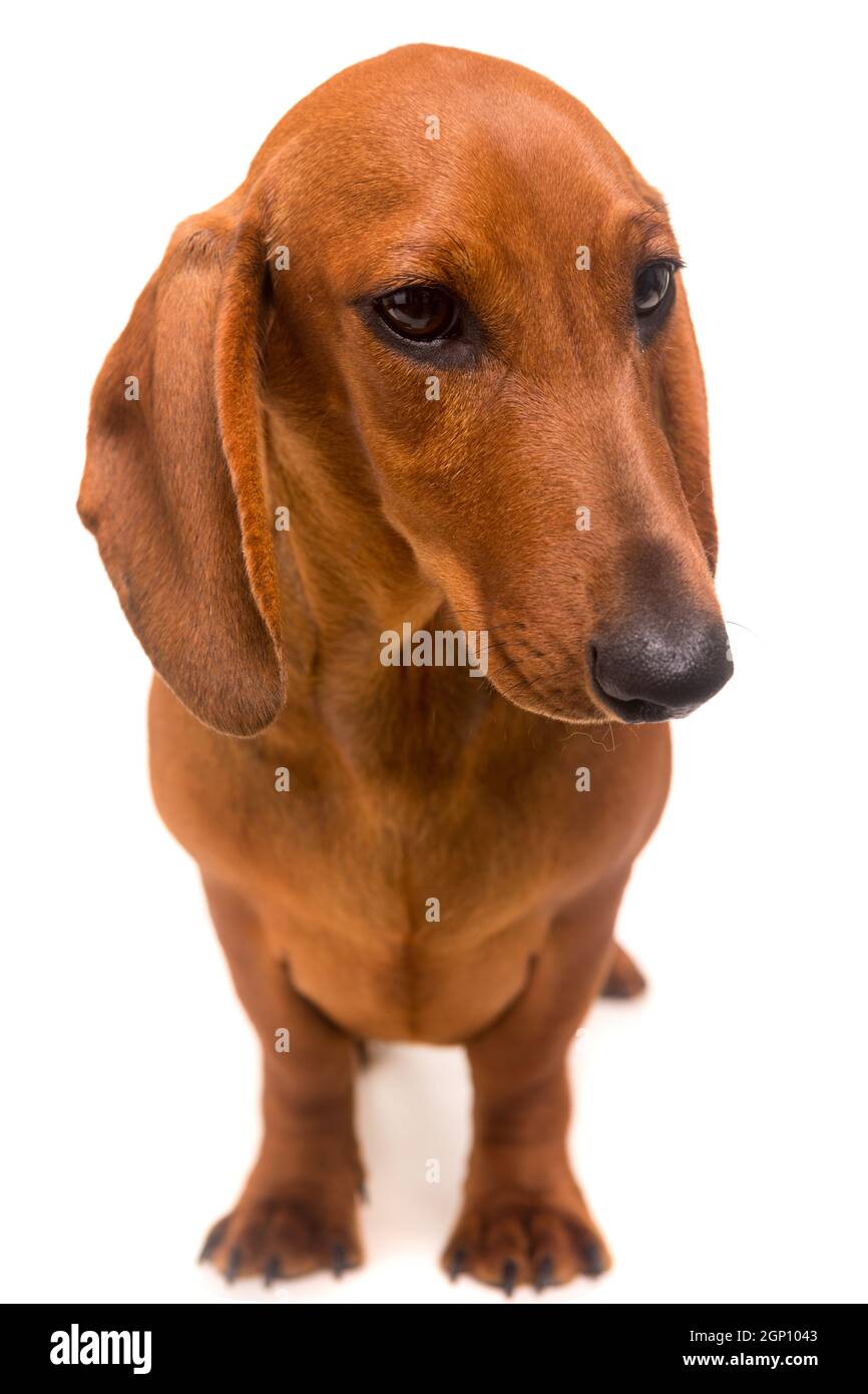Teckel puppy hi-res stock photography and images - Page 3 - Alamy