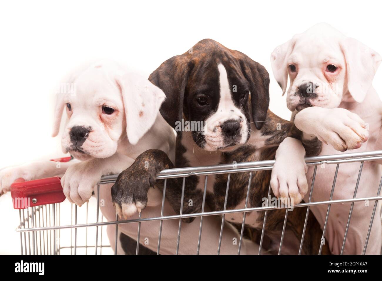 Dog nose car hi-res stock photography and images - Page 3 - Alamy