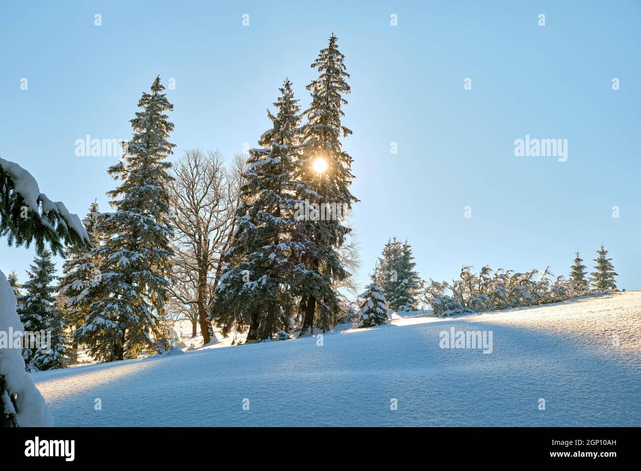 Amazing winter landscape with pine trees of snow covered forest in cold ...