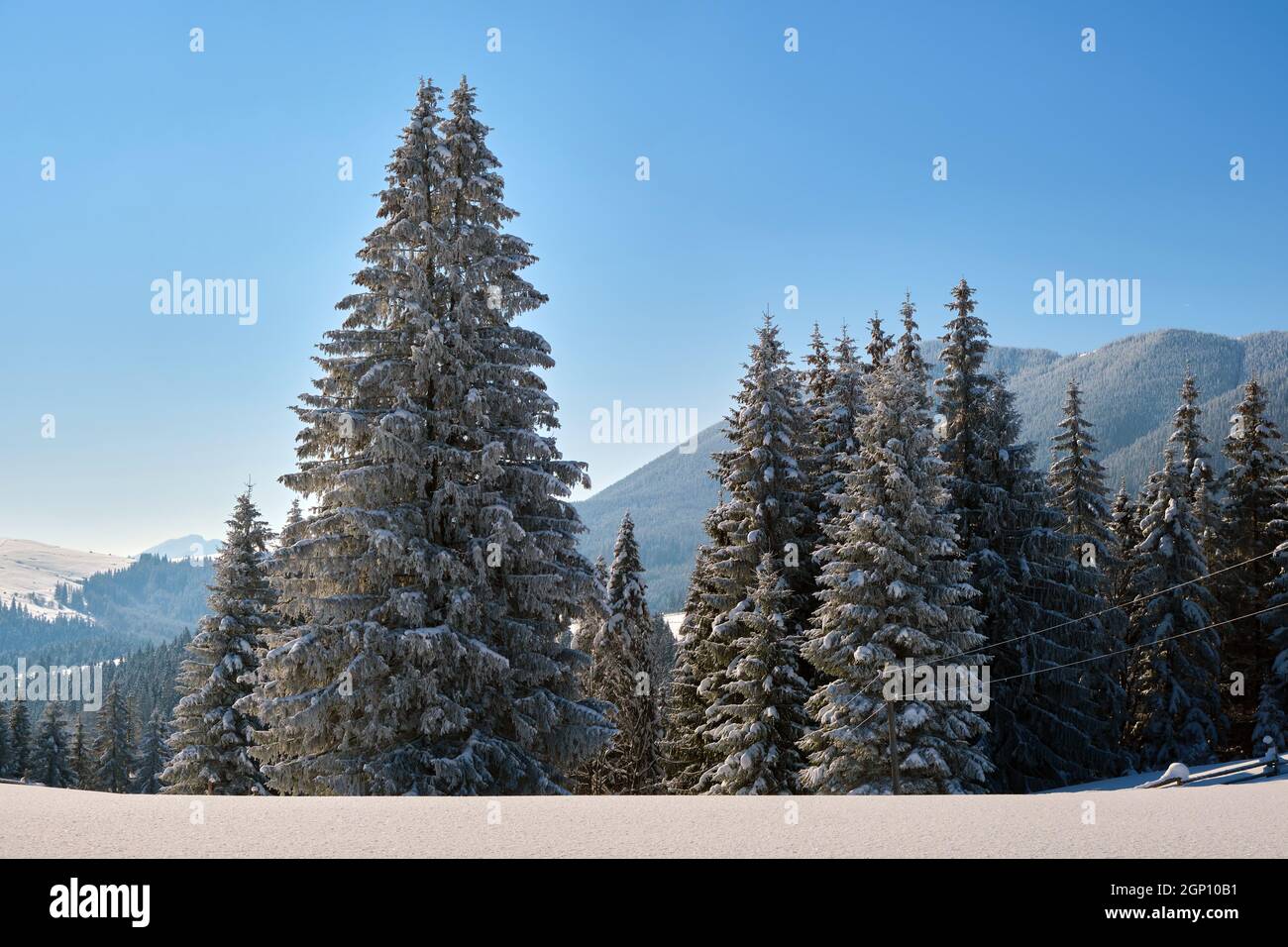Bright winter landscape with pine trees covered with fresh fallen snow ...