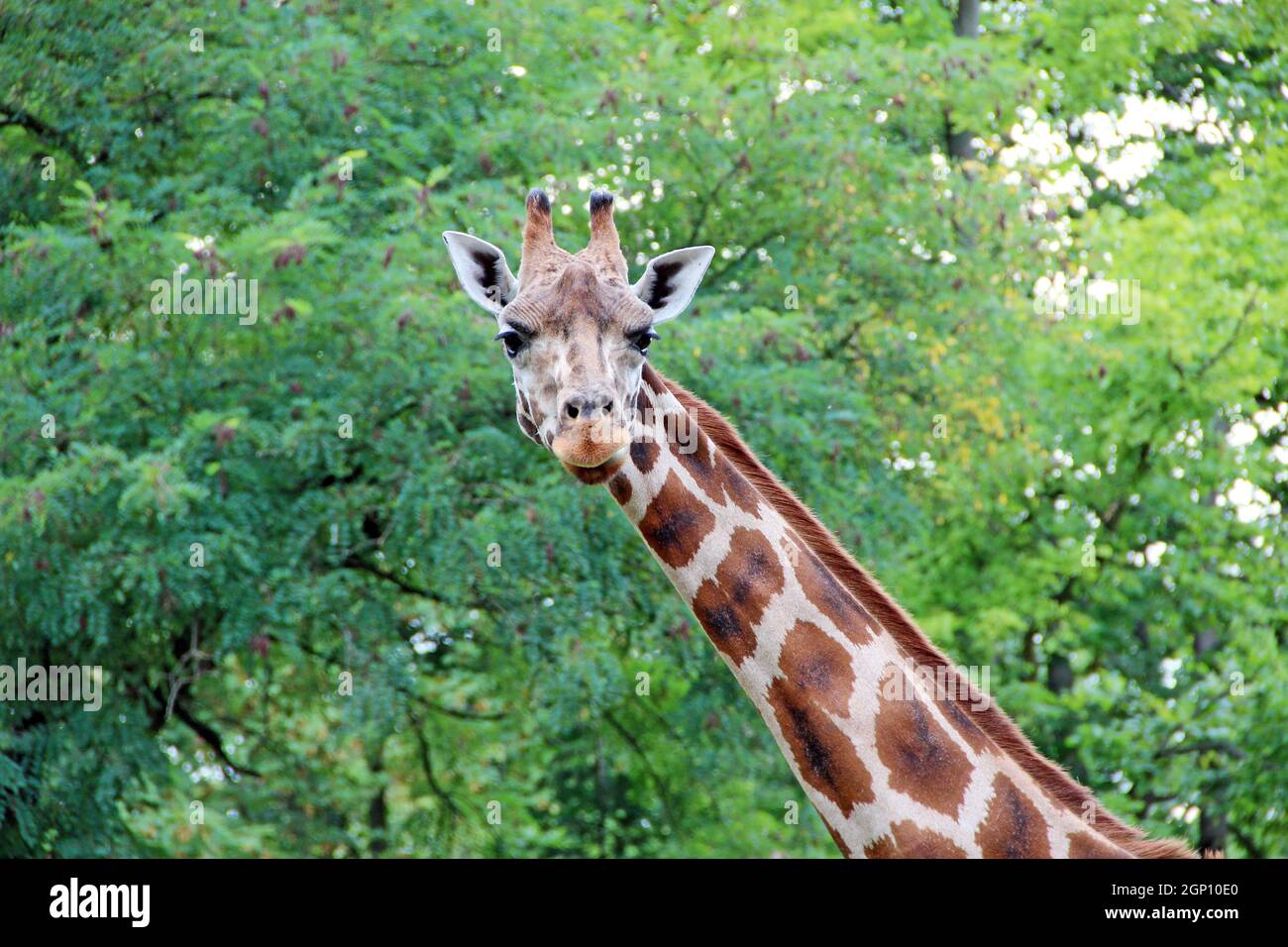 Tallest animal in the world hi-res stock photography and images - Alamy