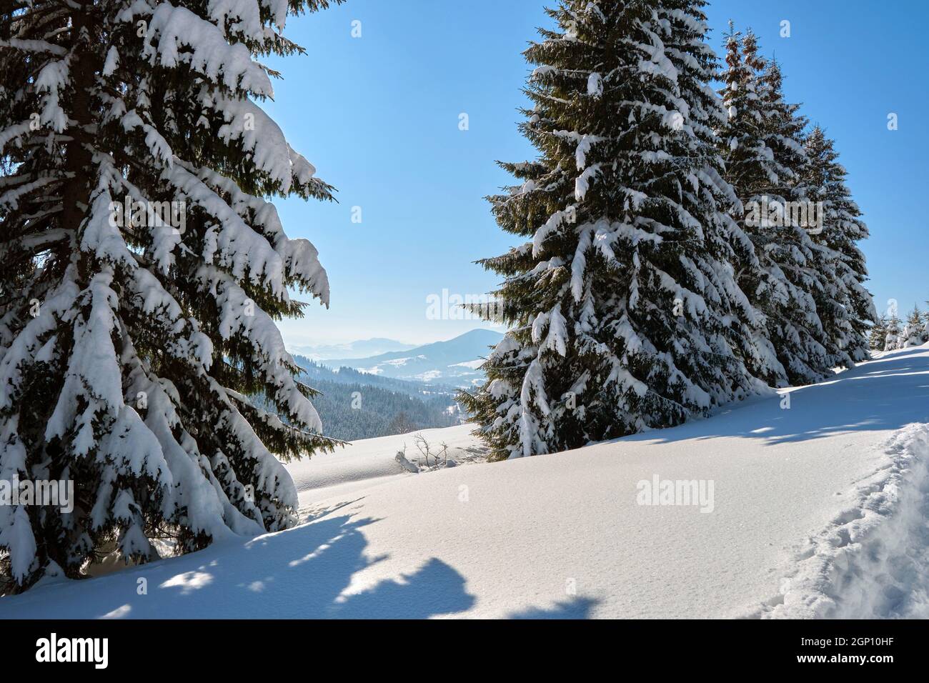 Bright winter landscape with pine trees covered with fresh fallen snow ...
