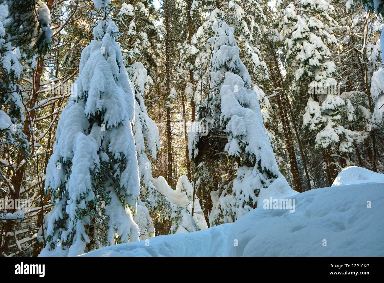 Pine trees covered with fresh fallen snow in winter mountain forest on ...