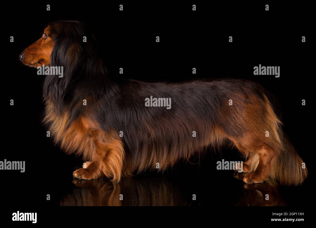 Studio shot of a beautiful long hair teckel (dachshund) Stock Photo