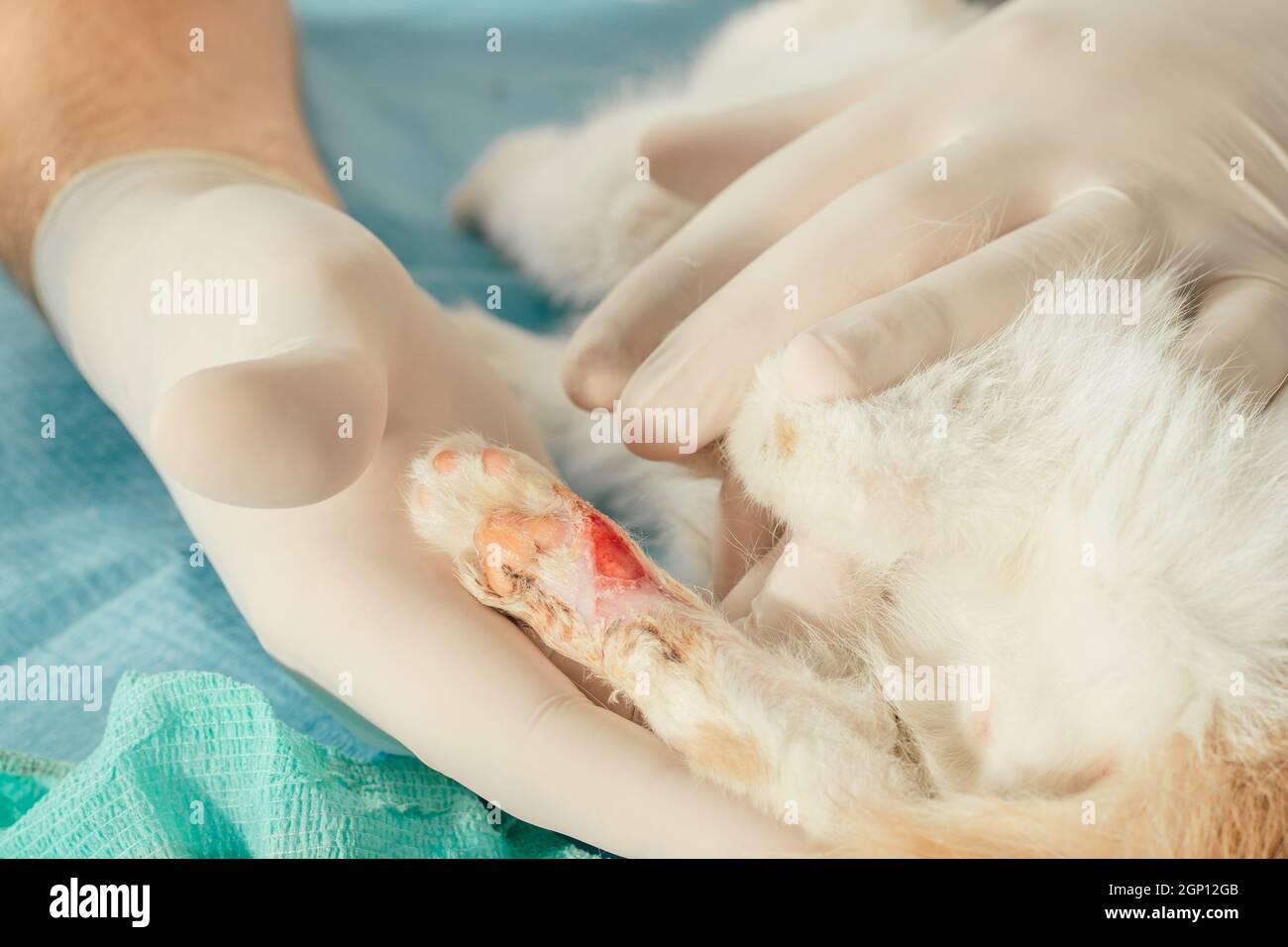 Hands of male veterinarian in gloves hold white and ginger kitten on table for medical examination and treat injured paw with wound Stock Photo