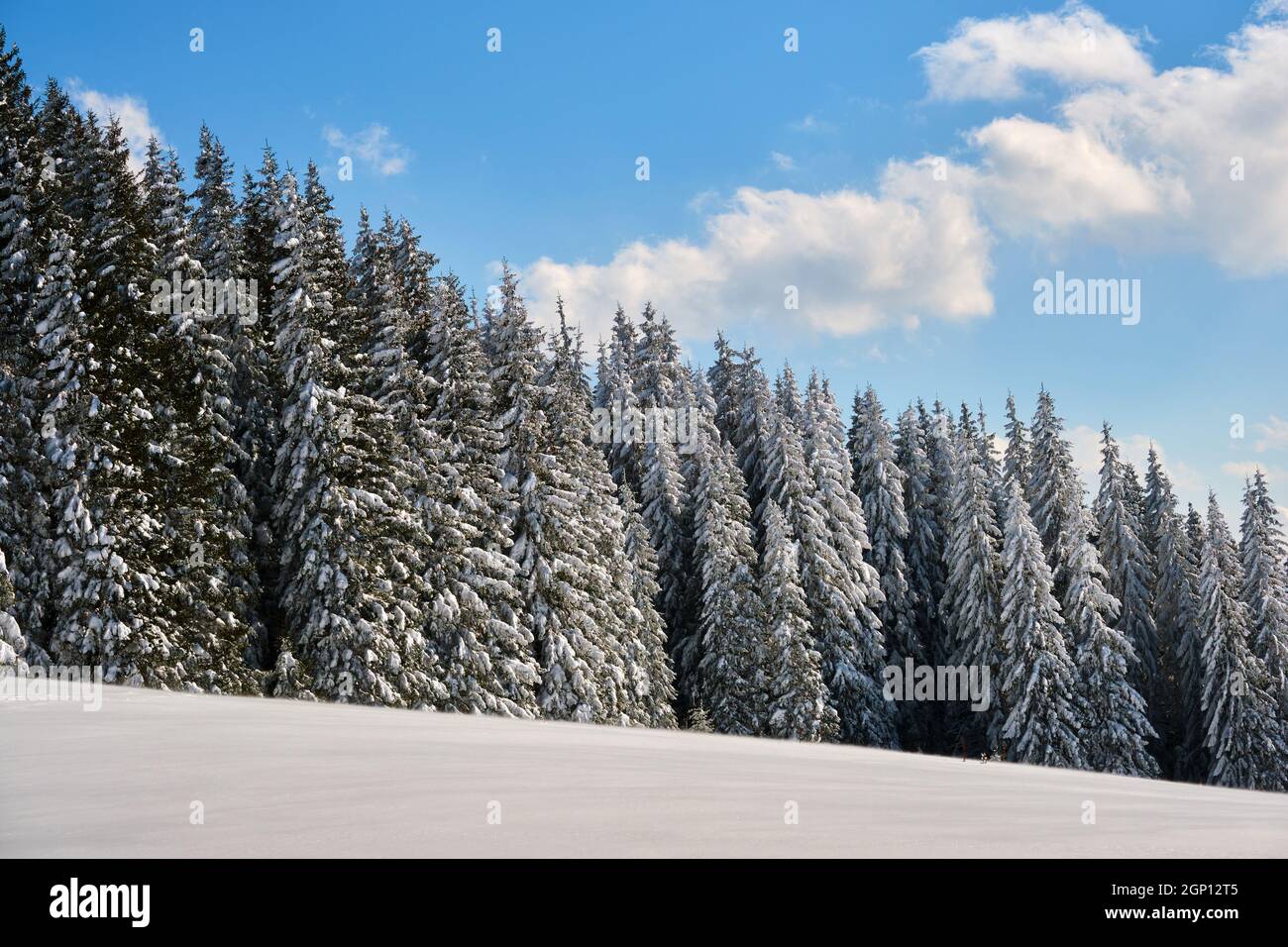 Bright winter landscape with pine trees covered with fresh fallen snow ...