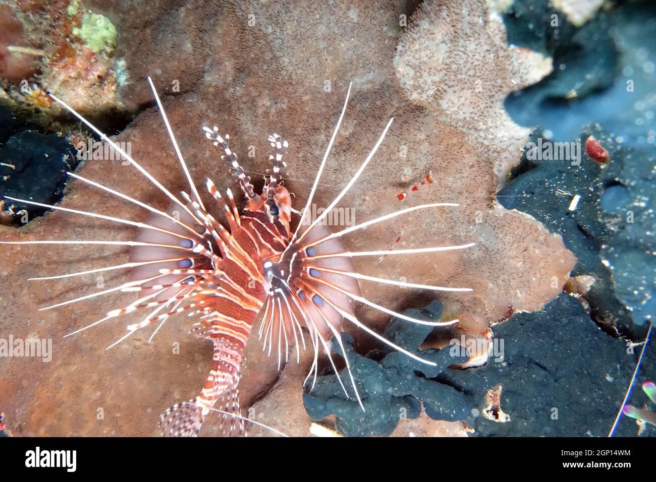Pterois antennata Antennen-Feuerfisch, Molukken, Indonesien, Talimao Stock Photo