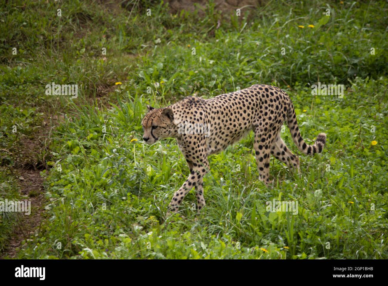 Male cheetah watching and strolling Stock Photo - Alamy