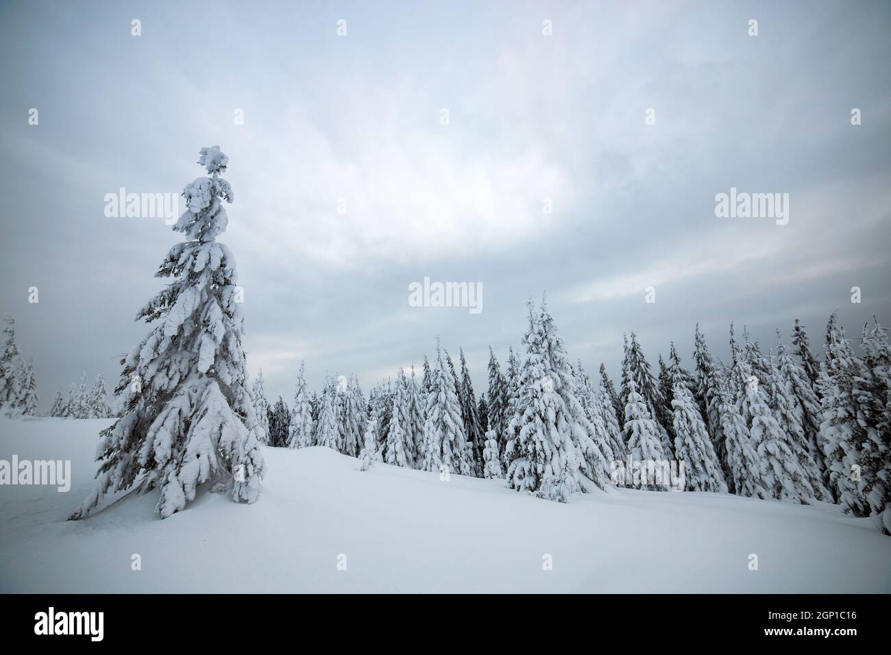 Moody winter landscape with spruce forest cowered with white snow in ...