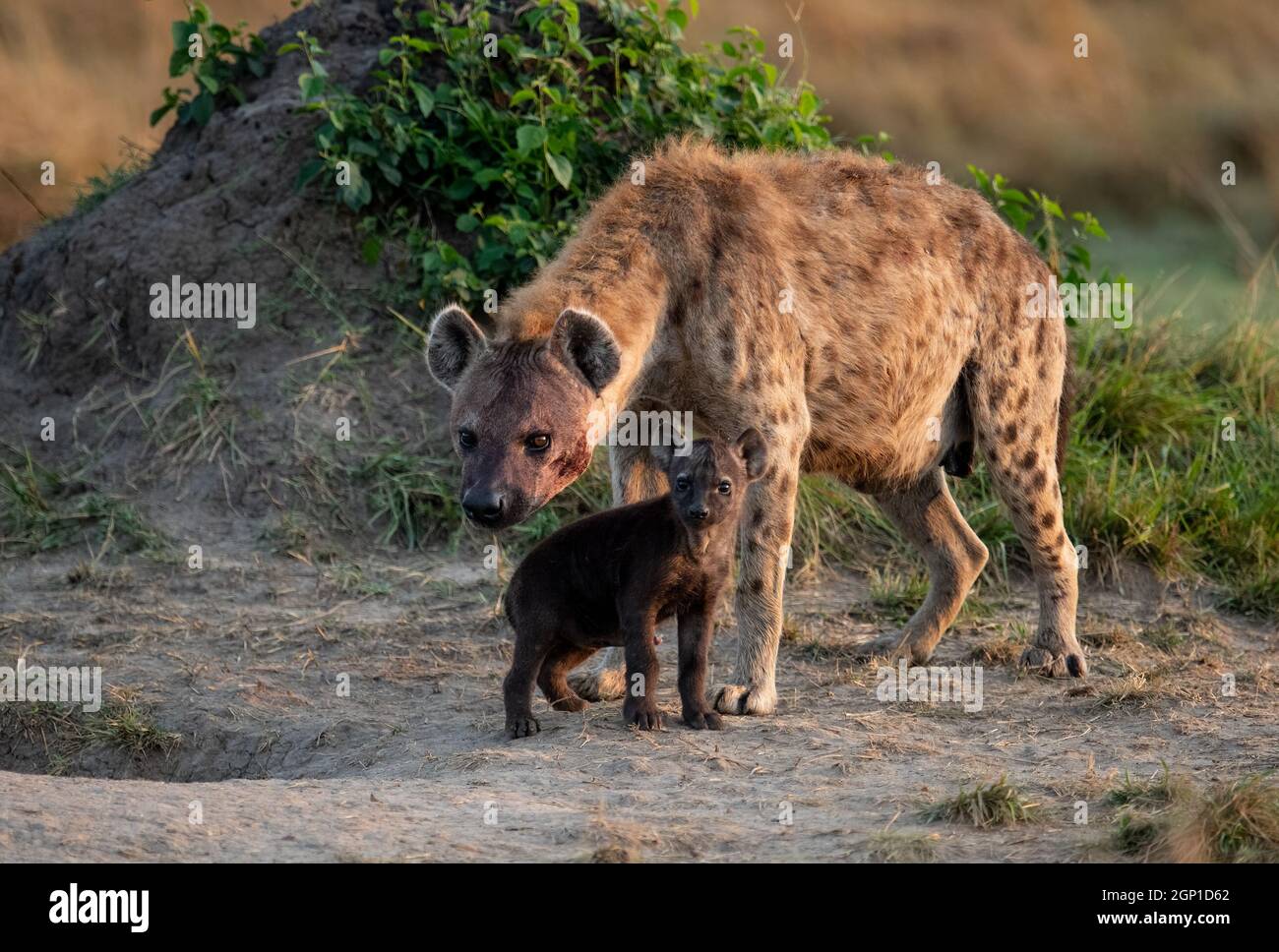 Hyena in Kenya, Africa Stock Photo
