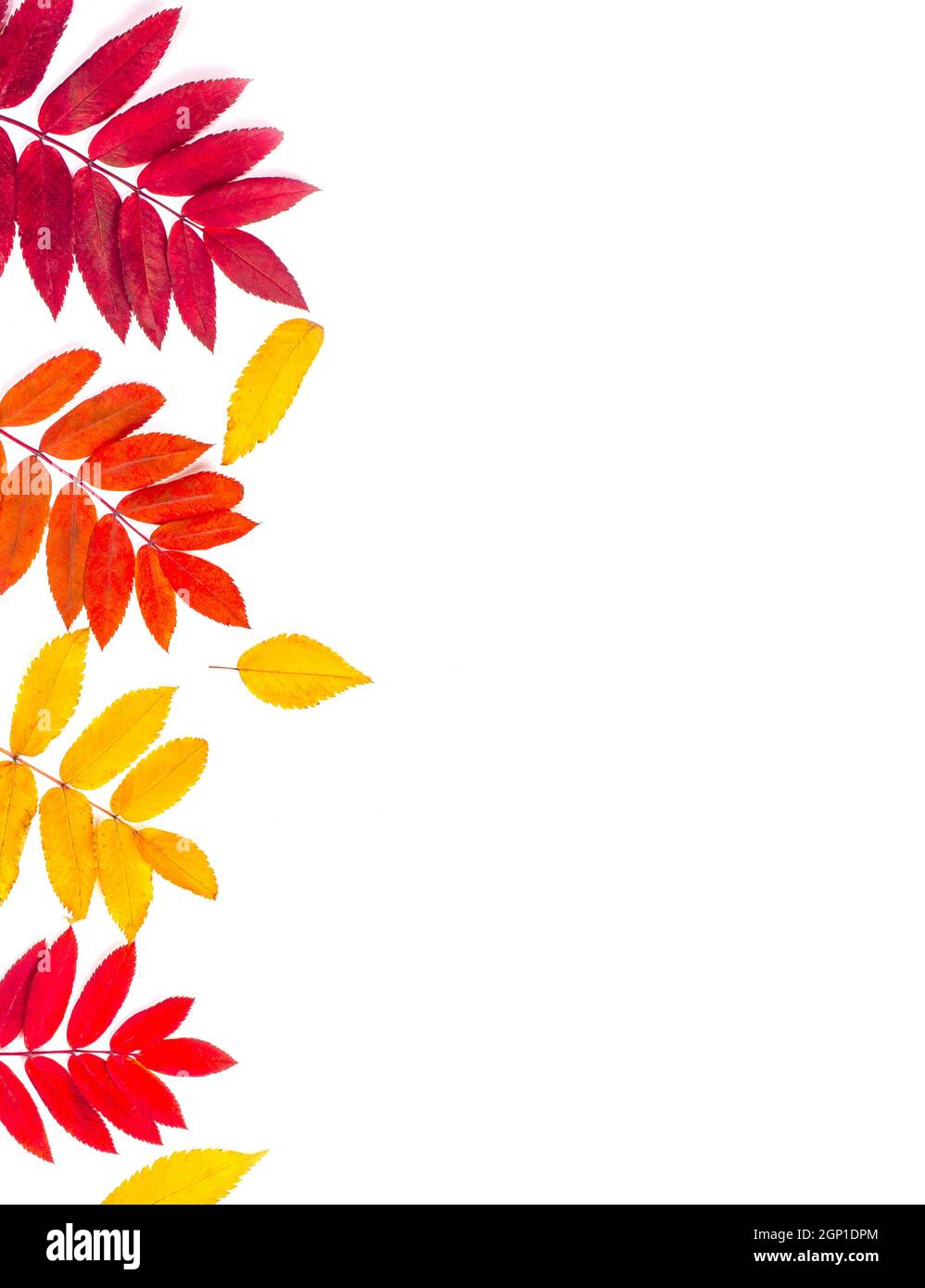 Autumn border made of leaves on white background Stock Photo - Alamy