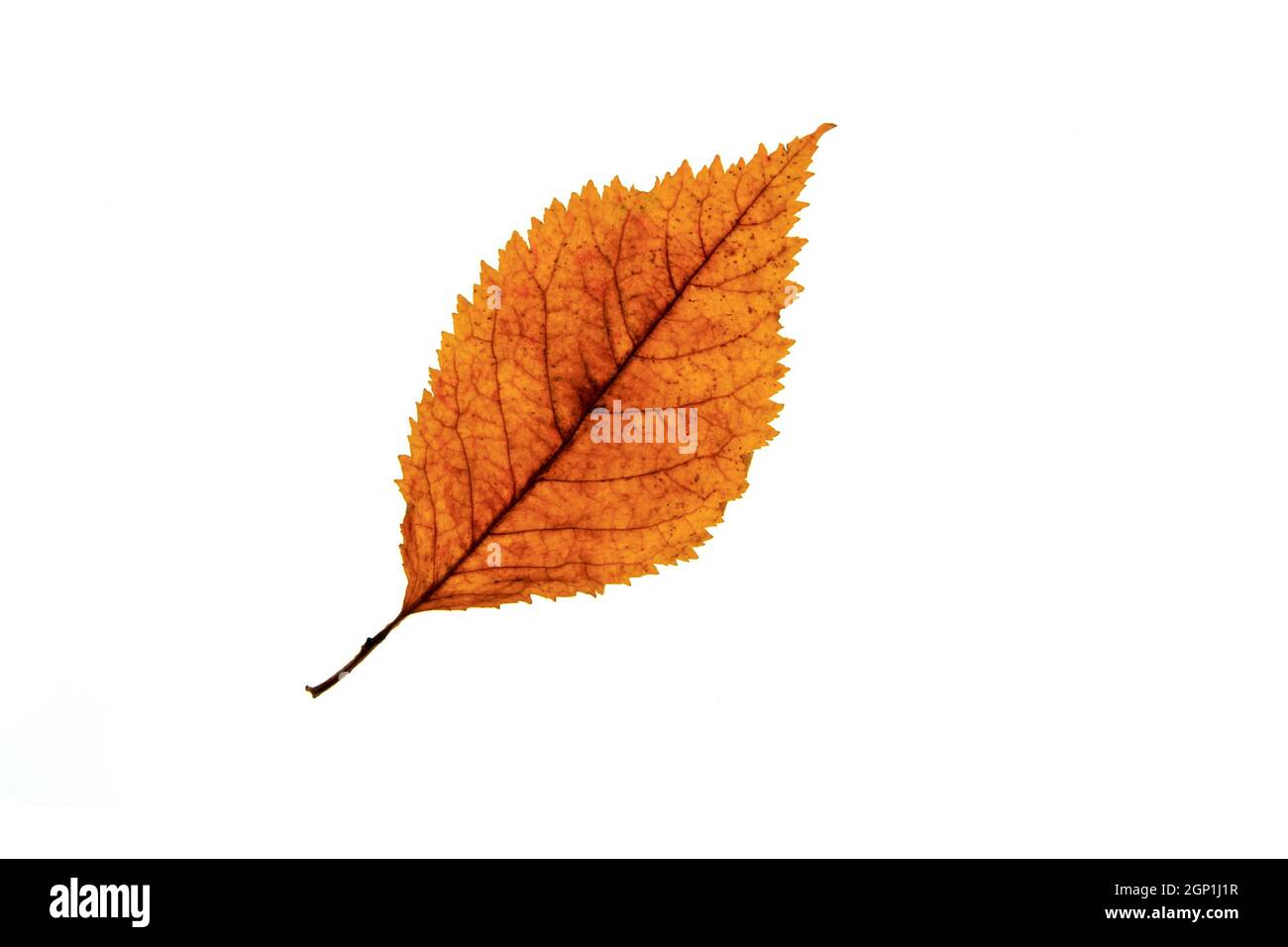 Single autumn Beech leaf  isolated on white background Stock Photo