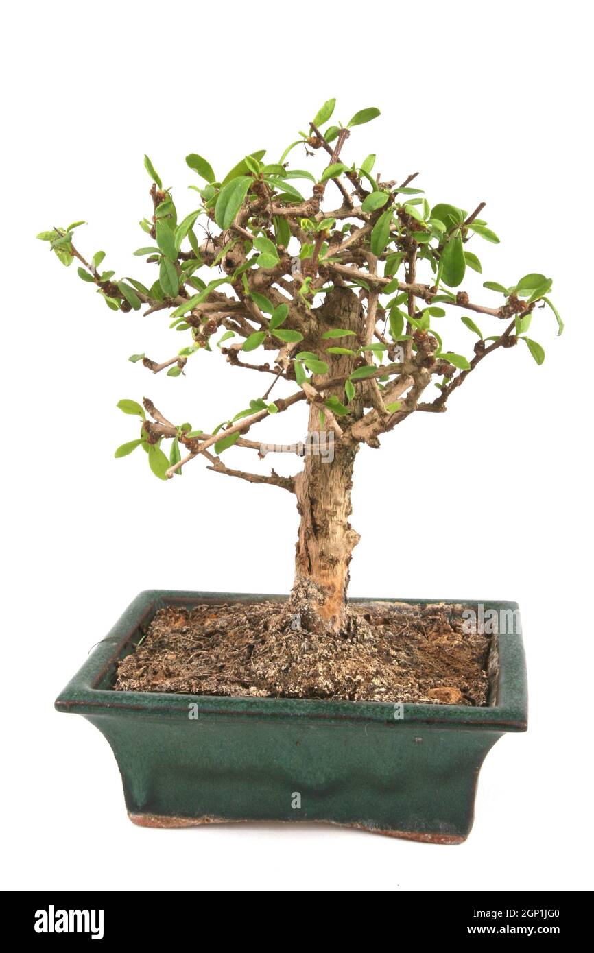Bonsai Isolated over white background Stock Photo - Alamy