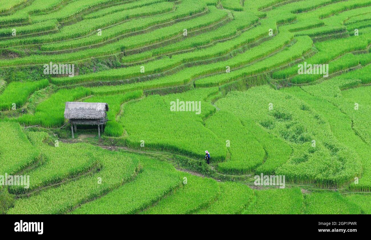 Sep Rice Field Terraced rice field in Sapa, Vietnam. Sapa terraced fields are one of ...