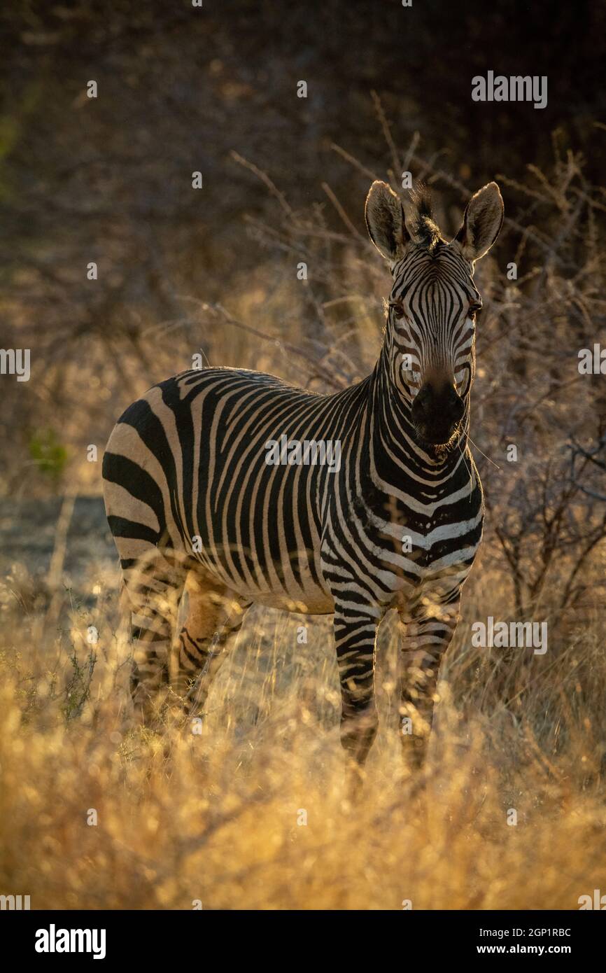 Hartmann zebra hi-res stock photography and images - Alamy