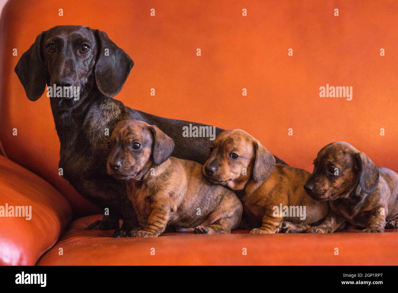 Black and brindle dachshund sales