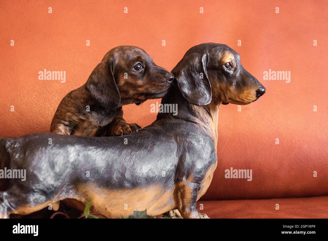 Twin dachshunds, live tan black brindle puppy and black and brown doxie figurine by orange ?ouch indoors Stock Photo