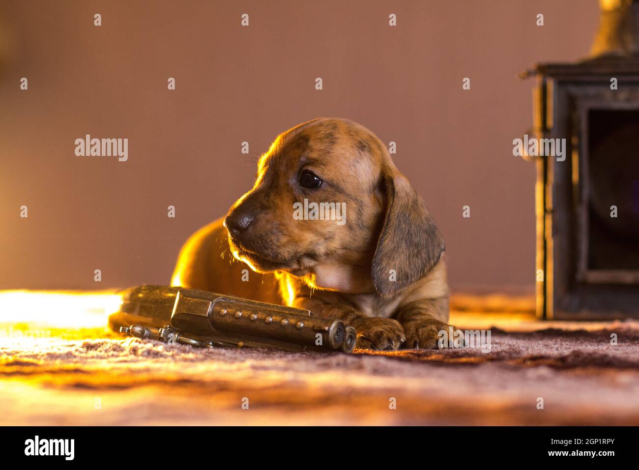 Gangster tan brown brindle dachshund puppy laying near toy gun on table near lantern in contoured yellow lighting indoors Stock Photo