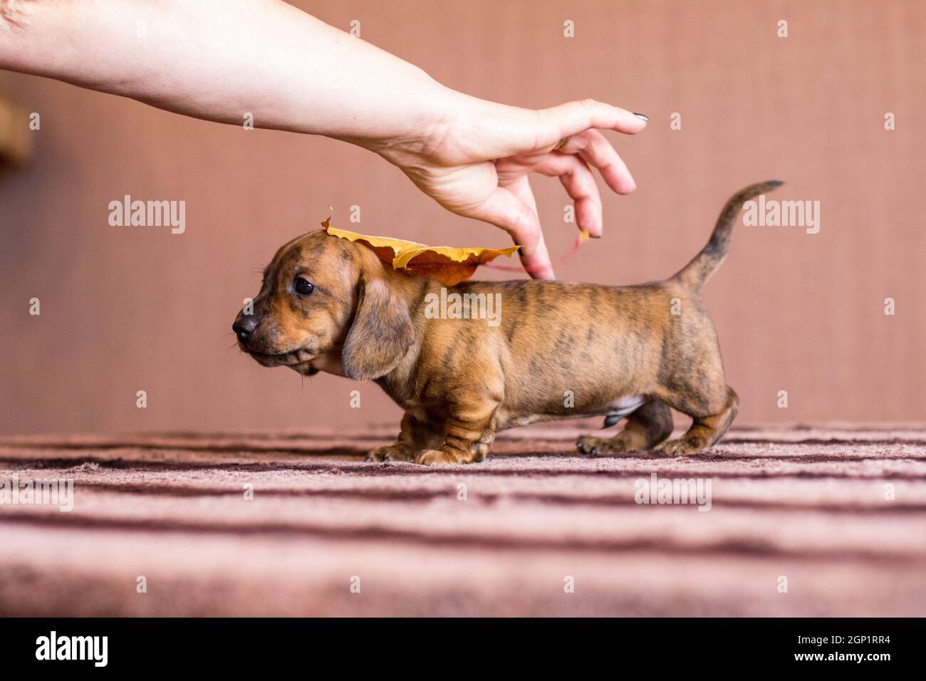 Long haired teckel puppy hi res stock photography and images