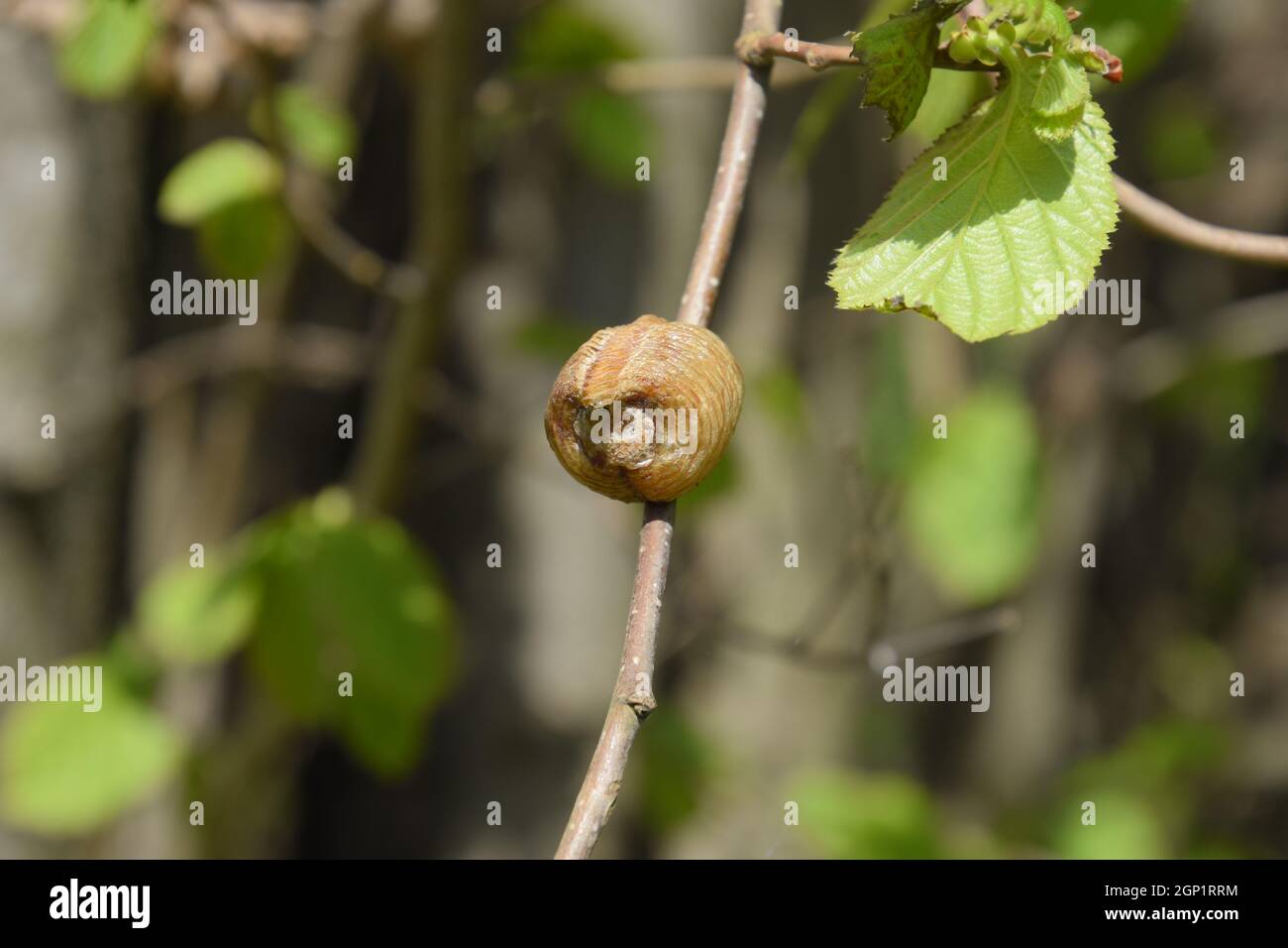 Eggs cocoon hi res stock photography and images Page 10 Alamy