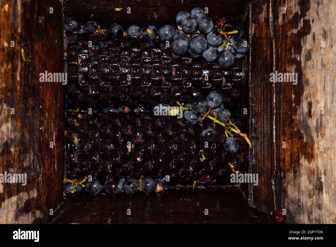 Manual mechanism for crushing grapes. Crush the grapes into juice and