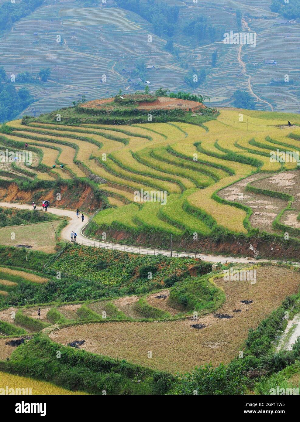 Terraced rice field in Sapa, Vietnam. Sapa terraced fields are one of ...