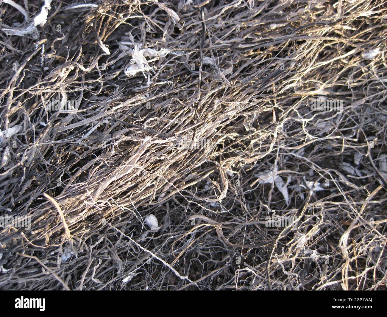 Background from the ashes of the burnt grass. Plant ash on the field