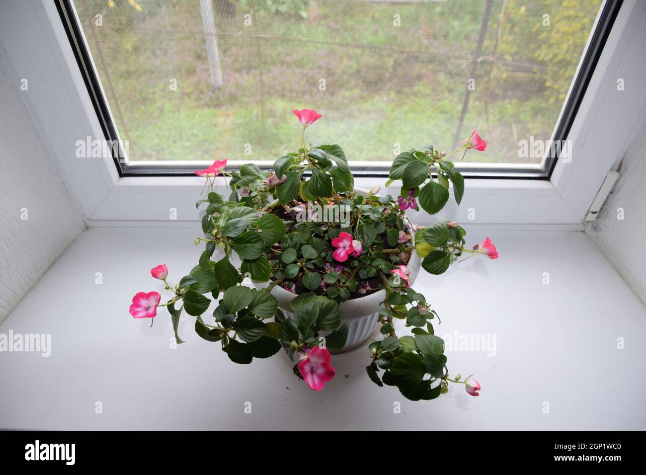 Indoor flower in a pot on the windowsill Stock Photo - Alamy