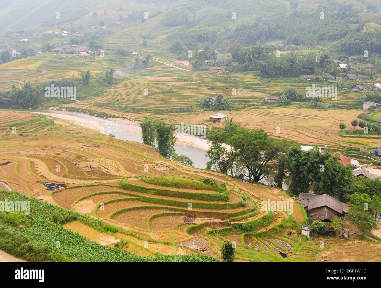 Terraced rice field in Sapa, Vietnam. Sapa terraced fields are one of ...