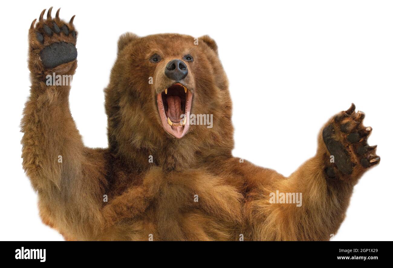 Taxidermy of a Kamchatka brown bear on white background Stock Photo - Alamy