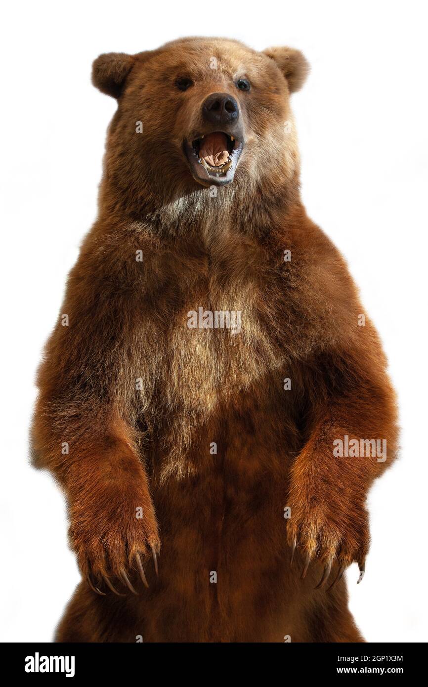 Taxidermy of a Kamchatka brown bear on white background Stock Photo - Alamy