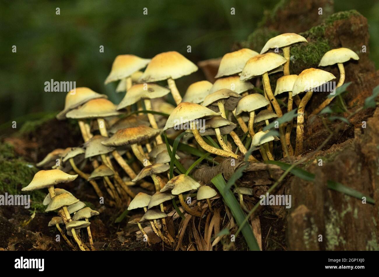 A common and widespread clumping fungus, Sulphur Tuft is found on deadwood in coniferous ad deciduous woodlands. The stipe gets long and curved Stock Photo
