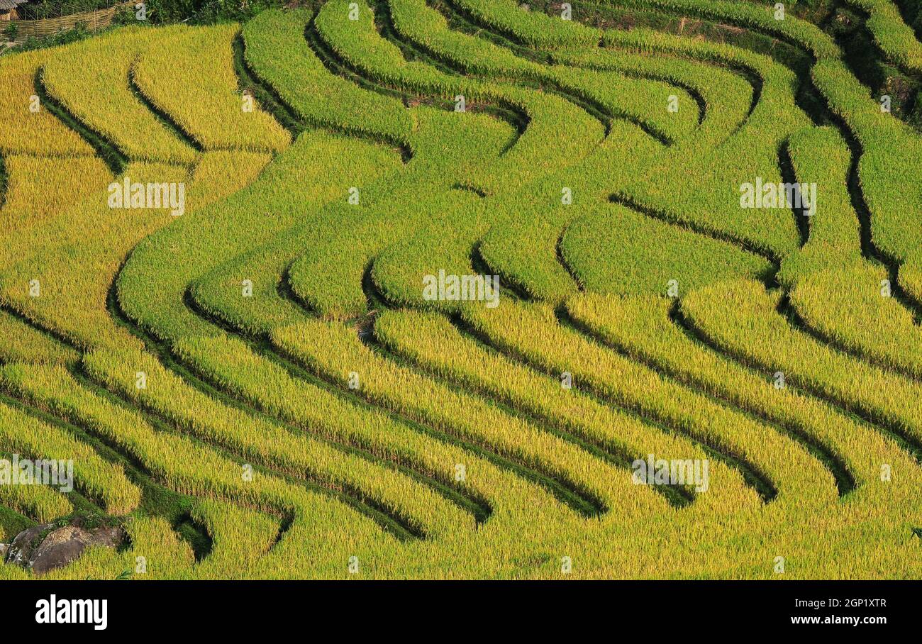 Terraced rice field in Sapa, Vietnam. Sapa terraced fields are one of ...