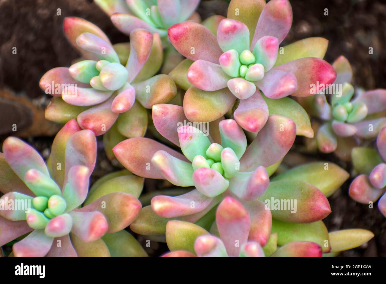 Colorful Succulents Pachyphytum Oviferum Moonstones Isolated Stock Photo