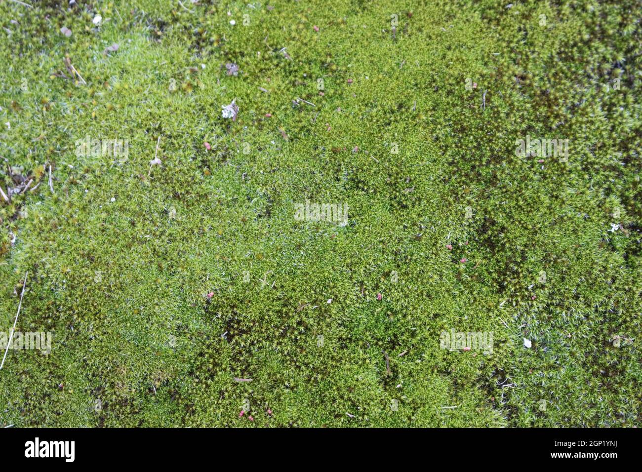 beautiful natural moss fresh soft boiling green Stock Photo Alamy