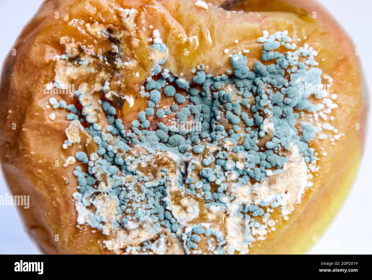 A rotten apple covered with a mold. Stock Photo