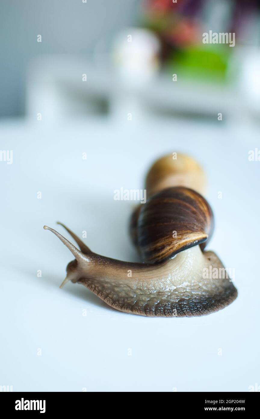 Dark brown snail achatina is crawling on white table on blurred ...