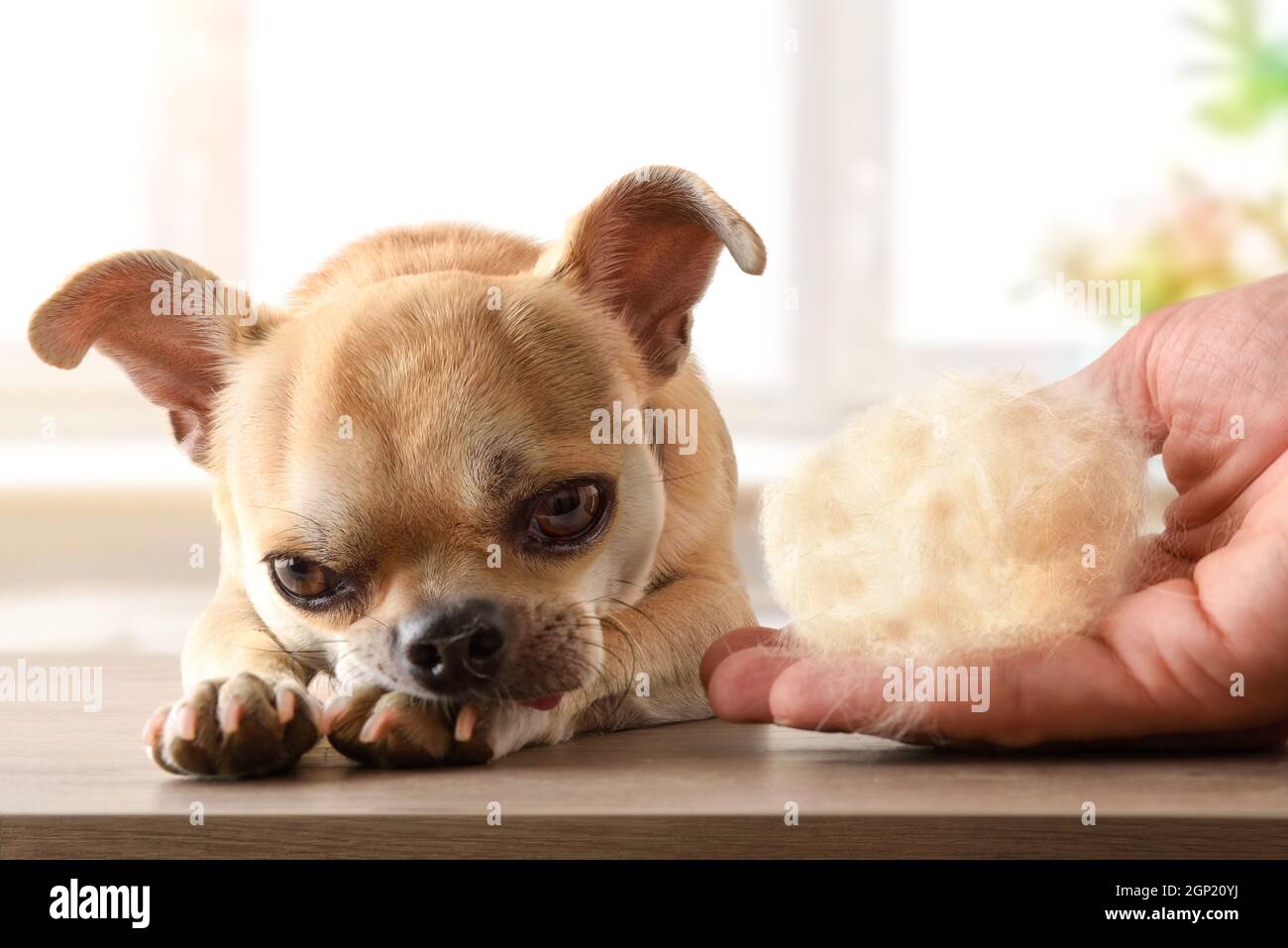 Hand showing animal hair shed due to seasonal hair shedding or health problems. Front view. Horizontal view. Stock Photo