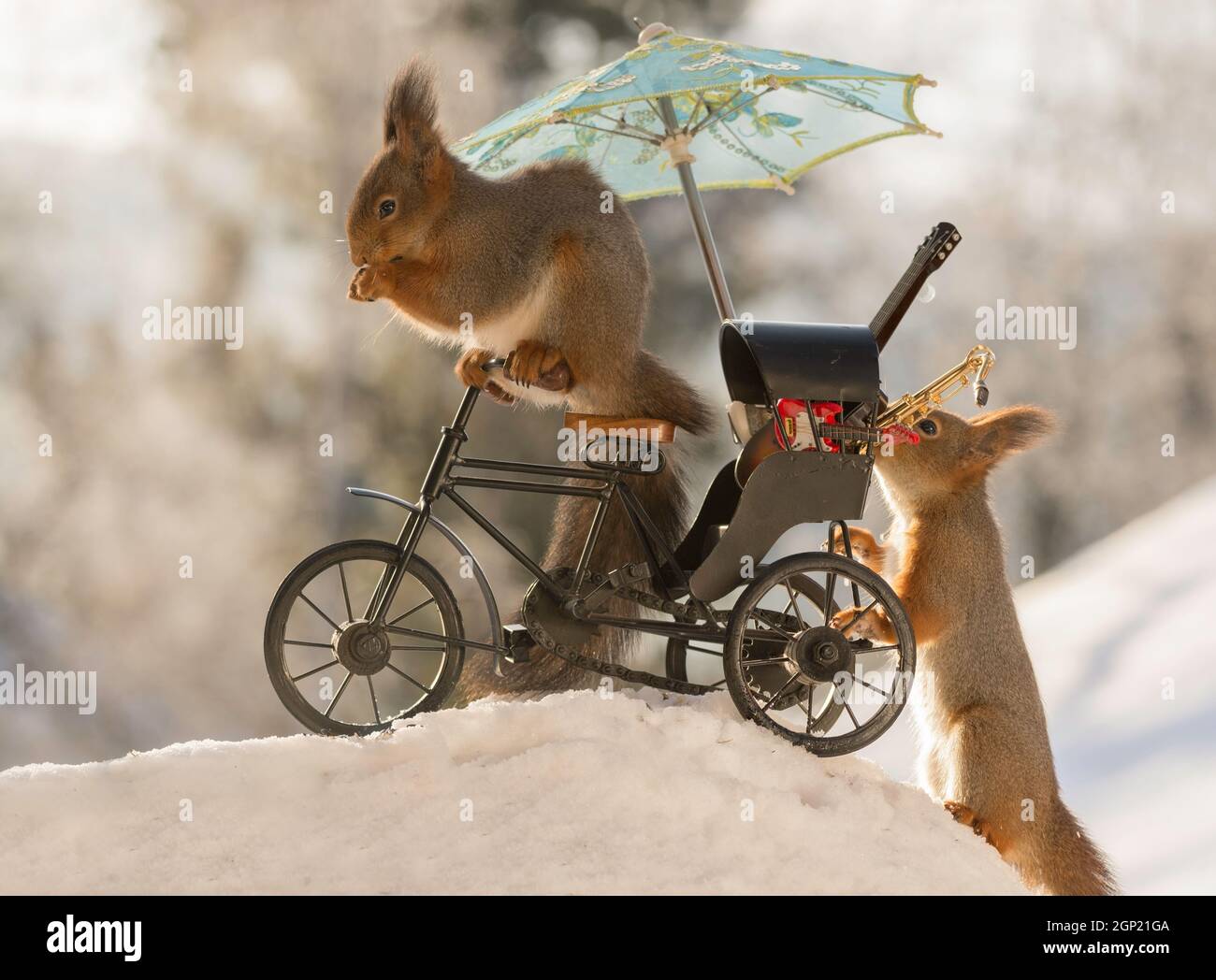 close up of red squirrel on a cycle with music instruments and parasol with  snow beneath and a squirrel behind Stock Photo - Alamy