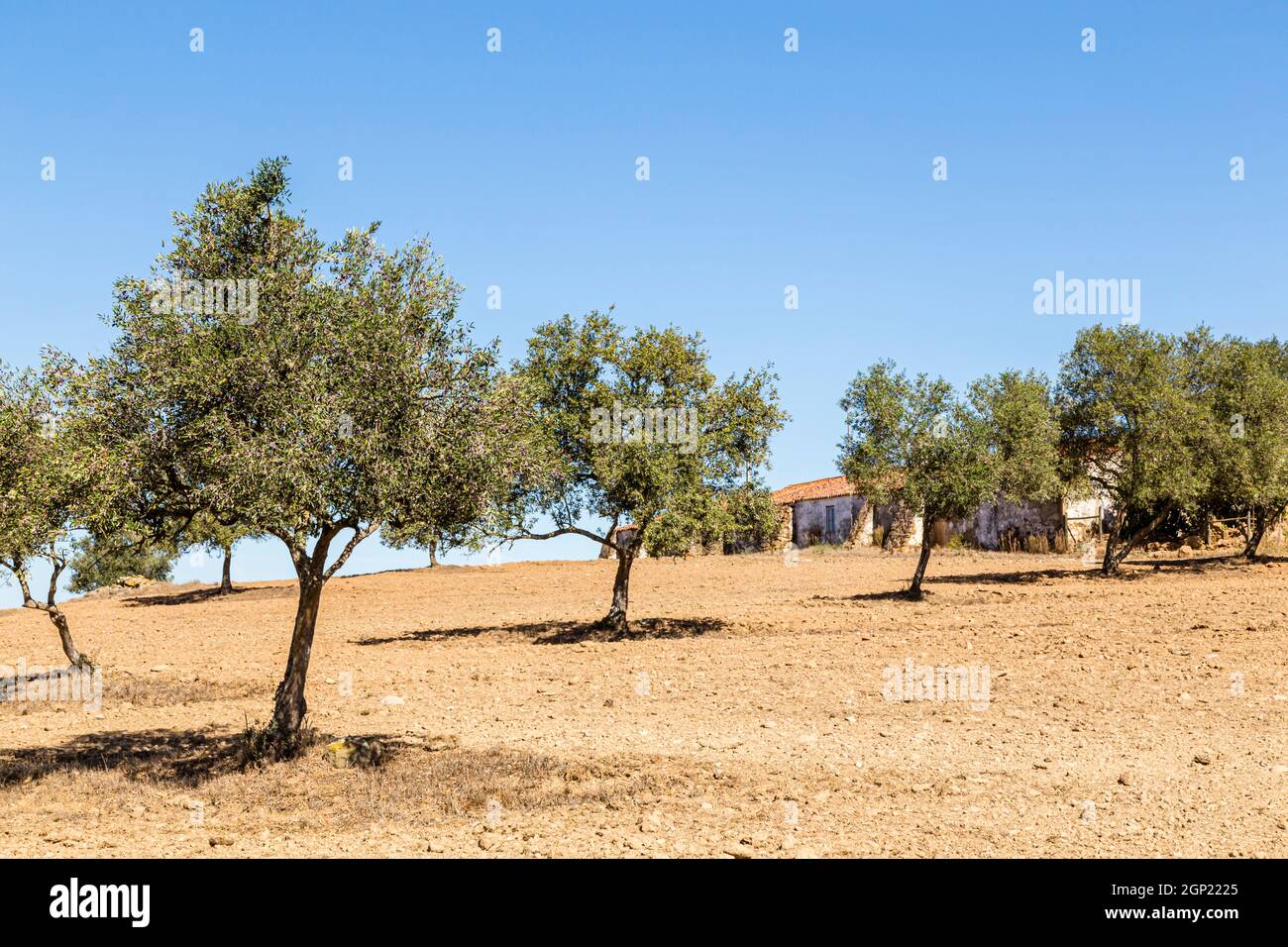 Landschaft mit Korkeichen und Haus im Alentejo, Portugal, landscape with cork oak and house in the Alentejo, Portugal Stock Photo