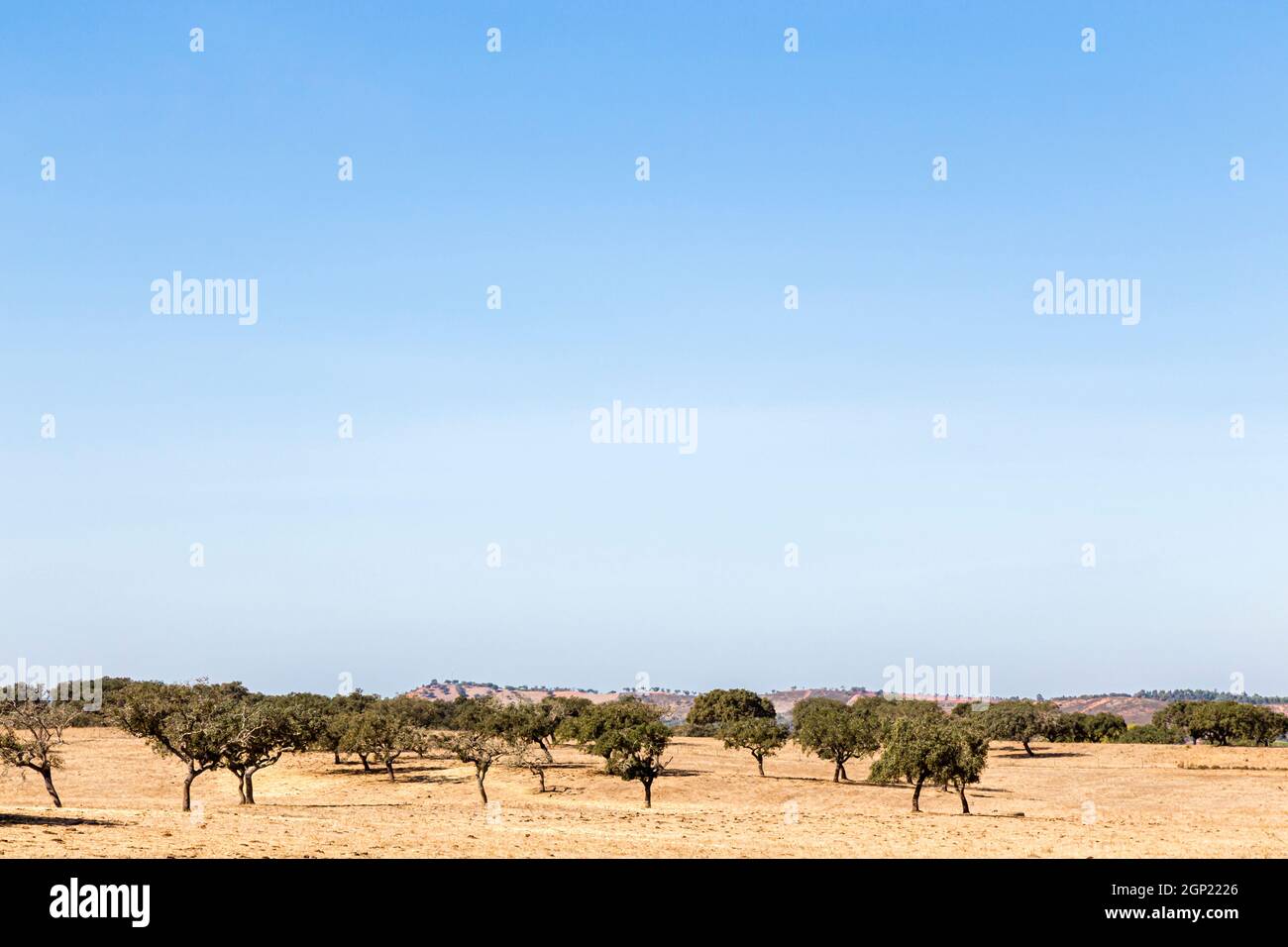 Landschaft mit Korkeichen im Alentejo, Portugal, landscape with cork oak in the Alentejo, Portugal Stock Photo