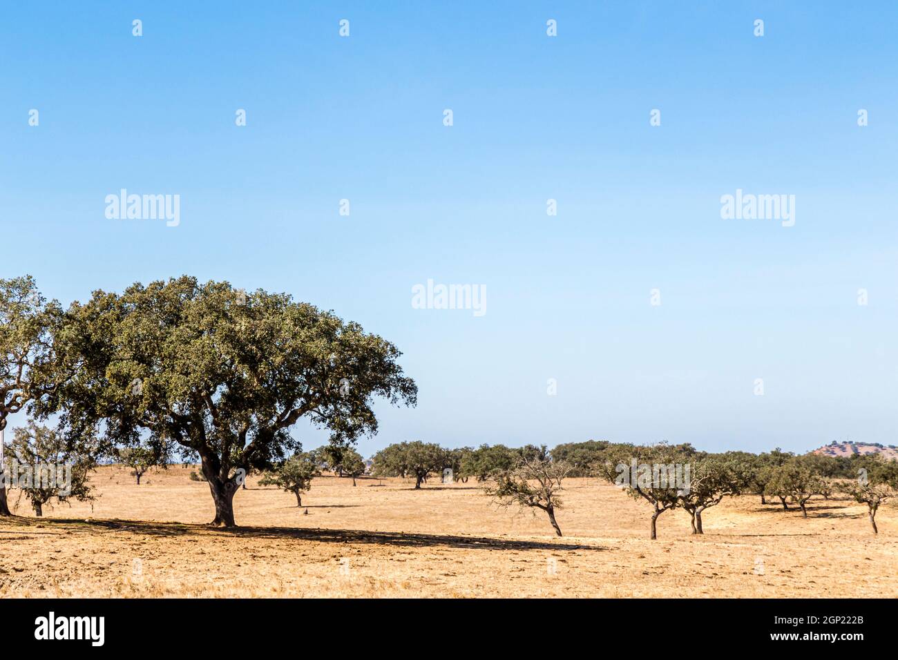 Landschaft mit Korkeichen im Alentejo, Portugal, landscape with cork oak in the Alentejo, Portugal Stock Photo