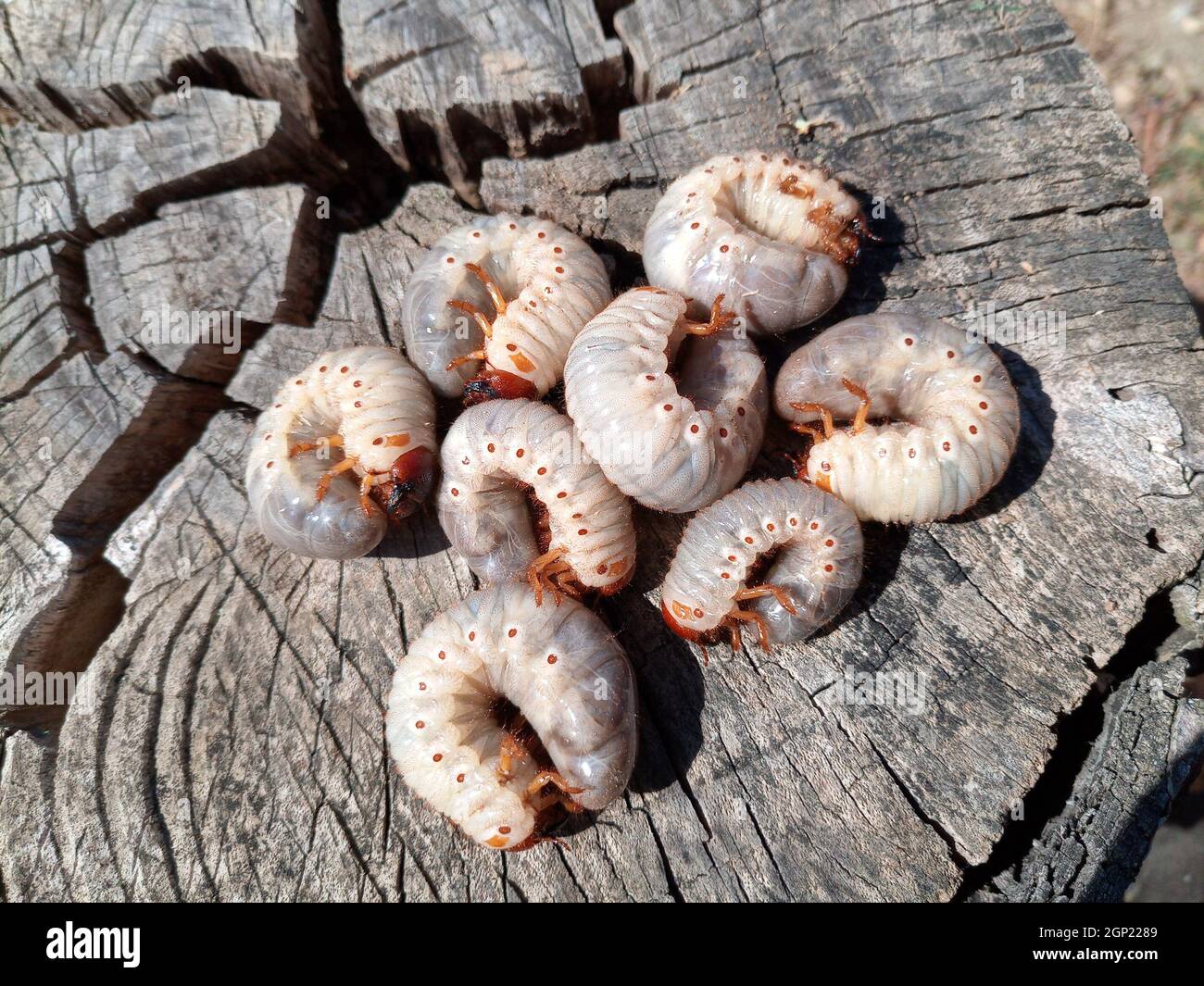 rhinoceros beetle, Rhino beetle larvae on an old wood stump. Large ...