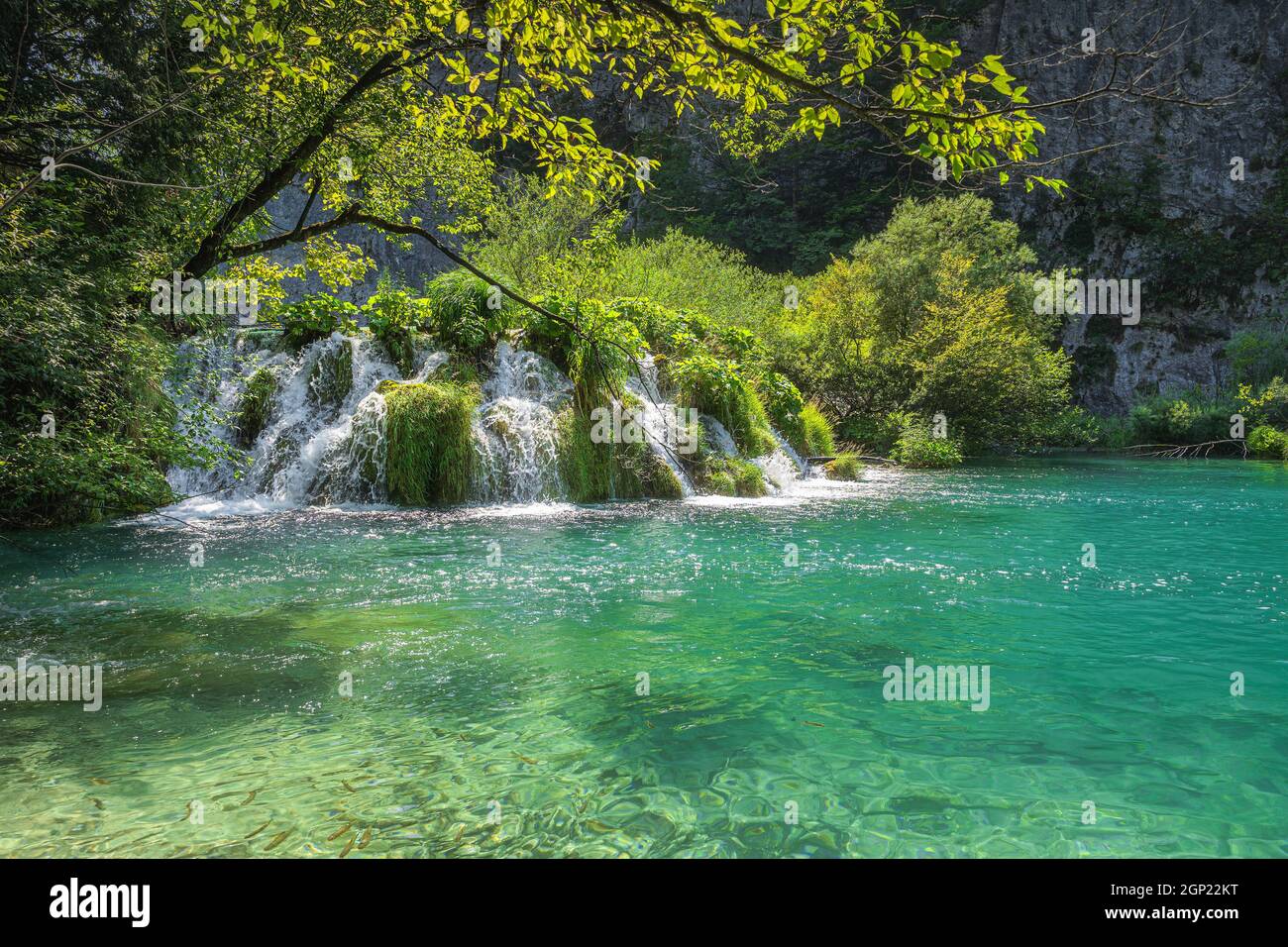 Shoal of fishes swimming in turquoise coloured lake under waterfalls. Terraced lakes in Plitvice Lakes National Park UNESCO World Heritage in Croatia Stock Photo