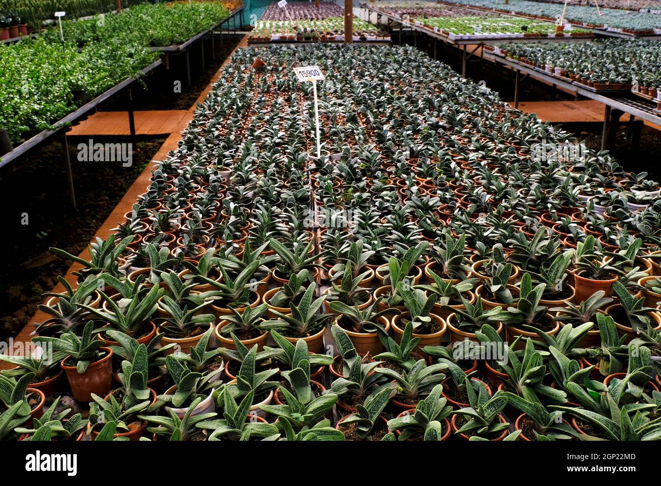 Small potted plants in a greenhouse , Various flowers and cactus plants inside nursery. Stock Photo
