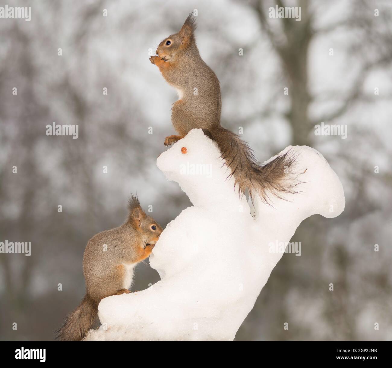red squirrels with a snow creature in the form of a squirrel Stock